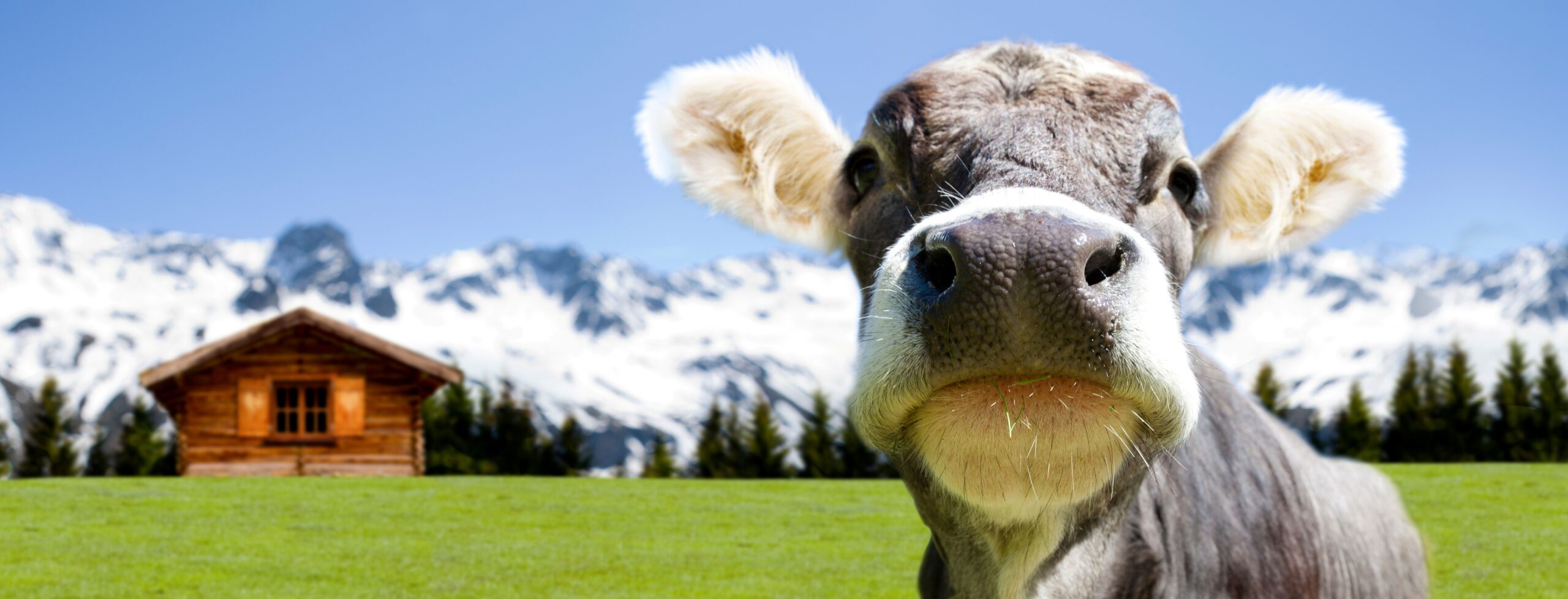 Kuh auf der Alm