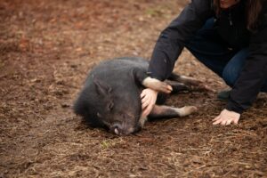 Schwein wird gestreichelt