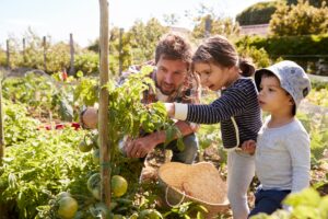 Familie erntet Tomaten im Gemüsegarten | Wassertank Garten