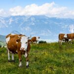 Fleckvieh in den Tiroler Bergen