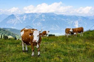 Fleckvieh in den Tiroler Bergen